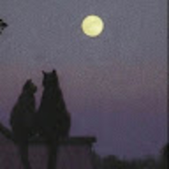 Meet your Posher, Danika - Picture 1 of 1